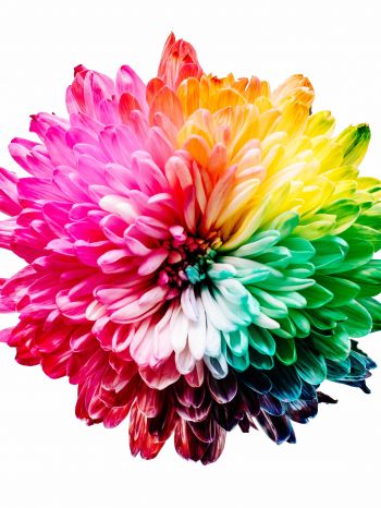 bright flower, rainbow color, flower Wallpaper 2048x2732
