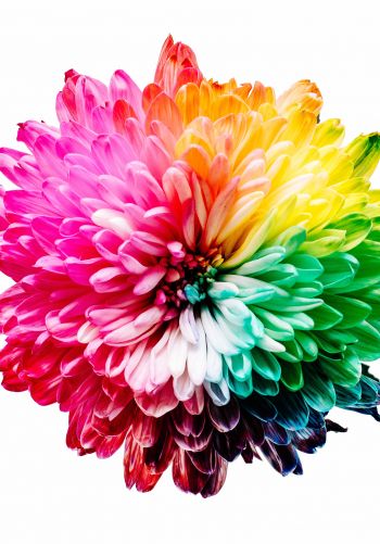 bright flower, rainbow color, flower Wallpaper 1668x2388