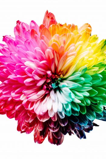 Обои 640x960 яркий цветок, цвет радуги, цветок