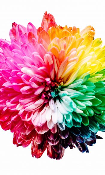 bright flower, rainbow color, flower Wallpaper 1200x2000