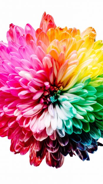 Обои 1440x2560 яркий цветок, цвет радуги, цветок