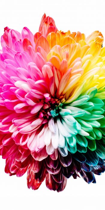 bright flower, rainbow color, flower Wallpaper 720x1440