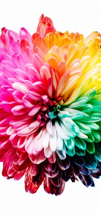 bright flower, rainbow color, flower Wallpaper 720x1520