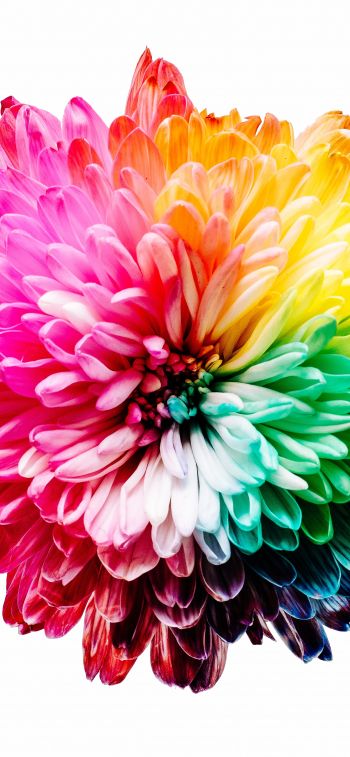 bright flower, rainbow color, flower Wallpaper 1170x2532