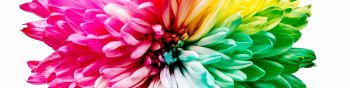 bright flower, rainbow color, flower Wallpaper 1590x400