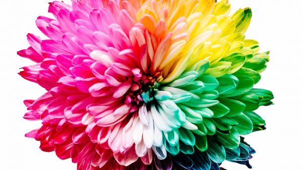 bright flower, rainbow color, flower Wallpaper 1366x768