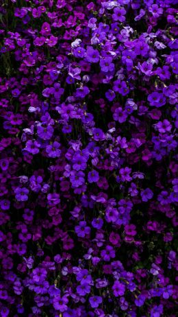Обои 1440x2560 фиолетовые цветы, цветы