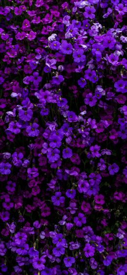 purple flowers, flowers Wallpaper 1242x2688