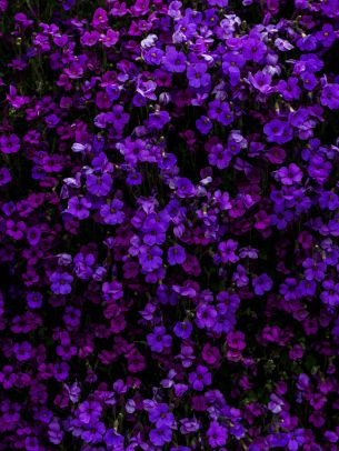Обои 1668x2224 фиолетовые цветы, цветы