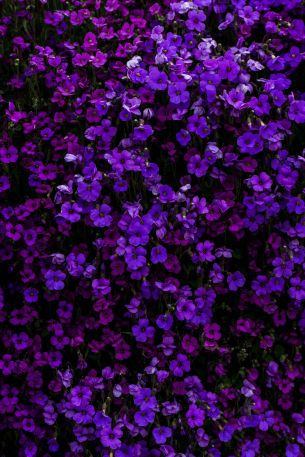 Обои 4000x6000 фиолетовые цветы, цветы