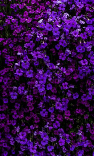 Обои 1200x2000 фиолетовые цветы, цветы