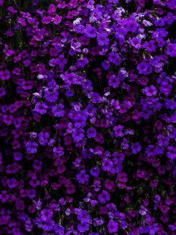 Обои 1536x2048 фиолетовые цветы, цветы