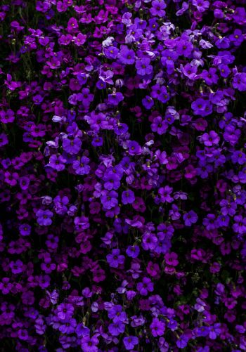 Обои 1668x2388 фиолетовые цветы, цветы