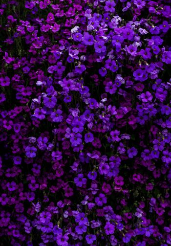 Обои 1640x2360 фиолетовые цветы, цветы