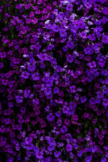 Обои 640x960 фиолетовые цветы, цветы