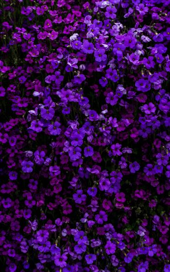 Обои 1752x2800 фиолетовые цветы, цветы
