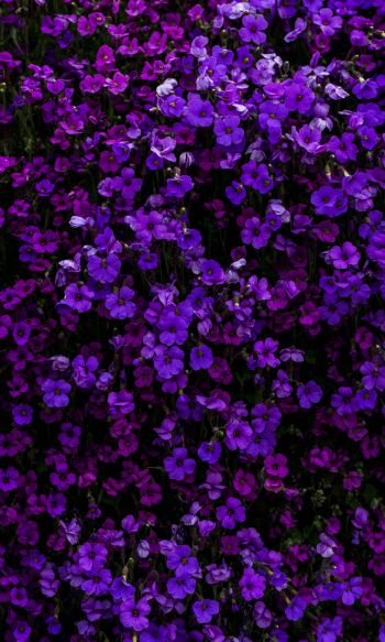 purple flowers, flowers Wallpaper 1200x2000
