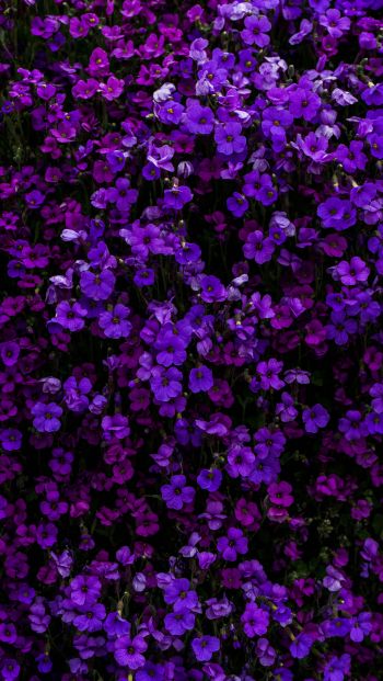 Обои 640x1136 фиолетовые цветы, цветы