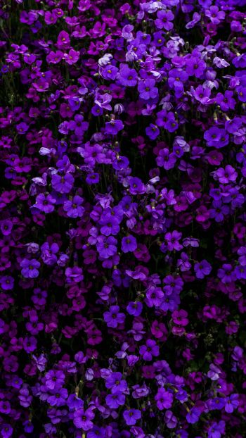 Обои 1080x1920 фиолетовые цветы, цветы