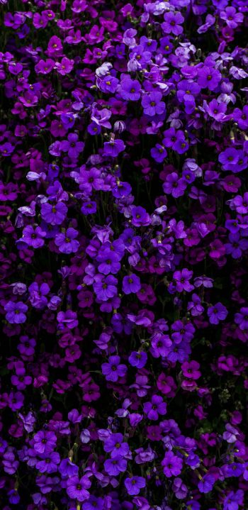 purple flowers, flowers Wallpaper 1440x2960