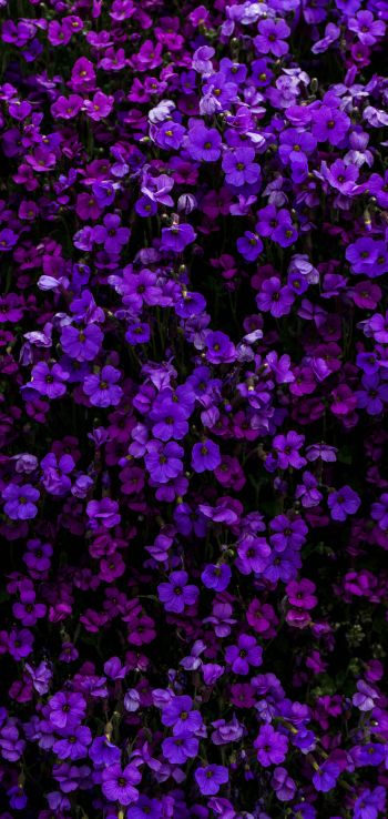 purple flowers, flowers Wallpaper 1440x3040