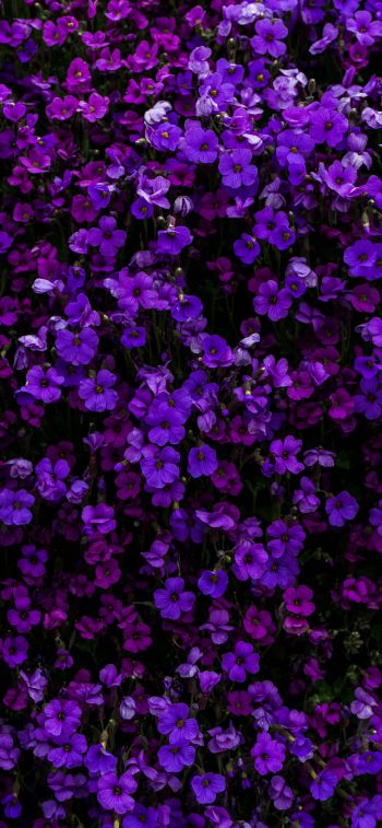 Обои 1125x2436 фиолетовые цветы, цветы