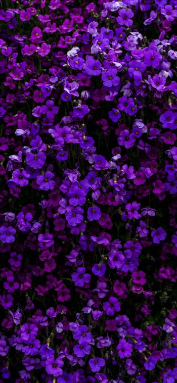 Обои 1080x2340 фиолетовые цветы, цветы