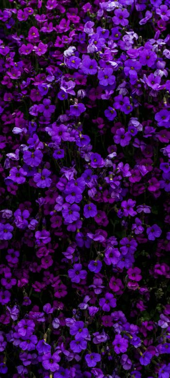 Обои 1440x3200 фиолетовые цветы, цветы