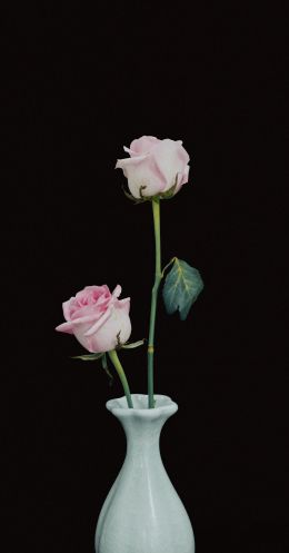 roses in a vase, vase, roses Wallpaper 3136x6000