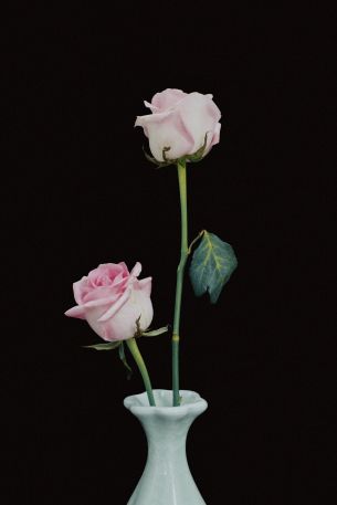 Обои 640x960 розы в вазе, ваза, розы