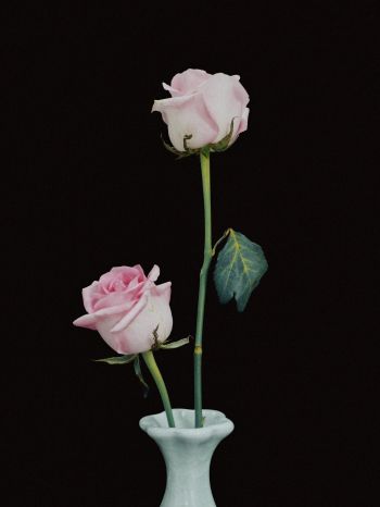 Обои 1536x2048 розы в вазе, ваза, розы