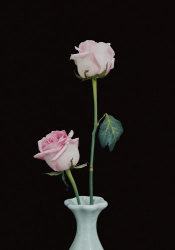 roses in a vase, vase, roses Wallpaper 1668x2388