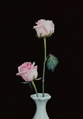 roses in a vase, vase, roses Wallpaper 1640x2360