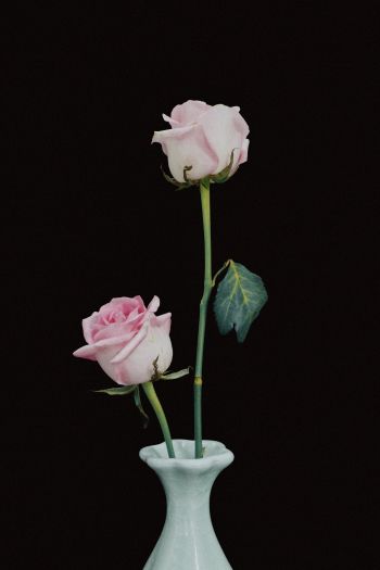 roses in a vase, vase, roses Wallpaper 640x960
