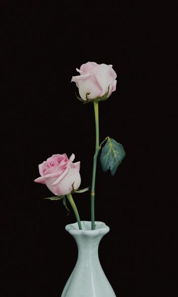 roses in a vase, vase, roses Wallpaper 1200x2000
