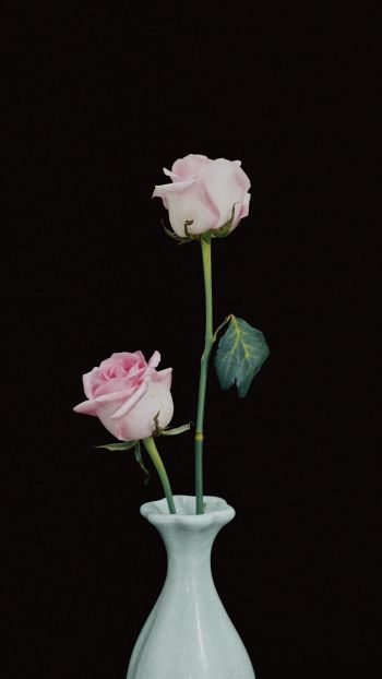roses in a vase, vase, roses Wallpaper 1440x2560