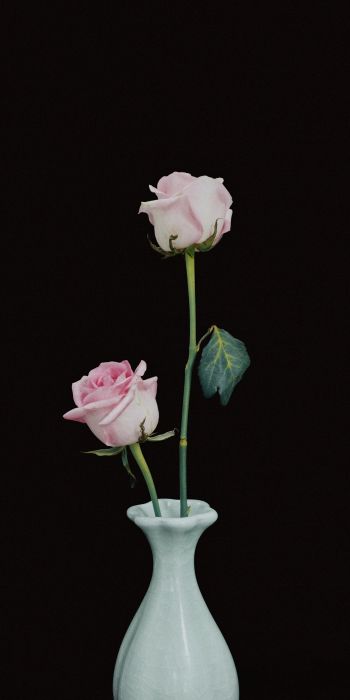 roses in a vase, vase, roses Wallpaper 720x1440