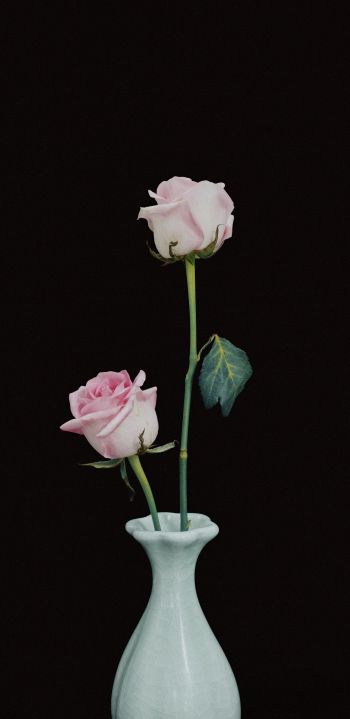Обои 1080x2220 розы в вазе, ваза, розы