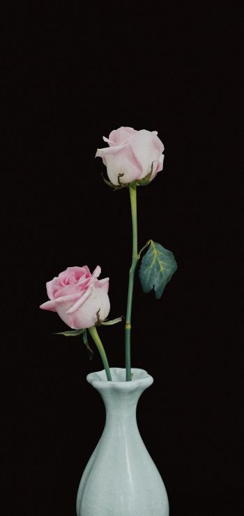roses in a vase, vase, roses Wallpaper 1080x2280