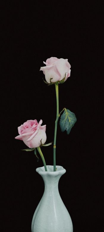 roses in a vase, vase, roses Wallpaper 720x1600