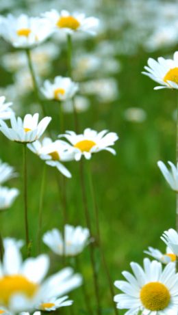 chamomile, wildflowers, pole, greens Wallpaper 640x1136