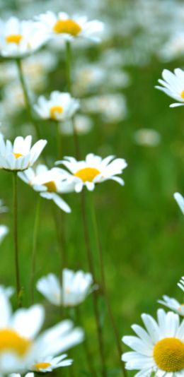 chamomile, wildflowers, pole, greens Wallpaper 1440x2960