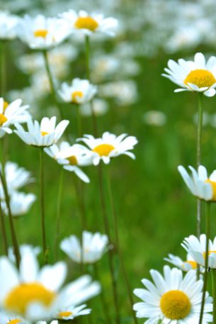 chamomile, wildflowers, pole, greens Wallpaper 640x960