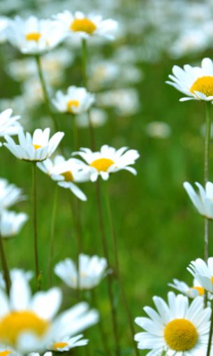 chamomile, wildflowers, pole, greens Wallpaper 1200x2000