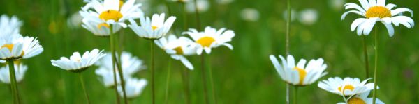 chamomile, wildflowers, pole, greens Wallpaper 1590x400