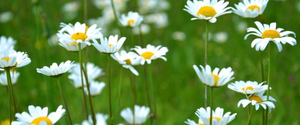 chamomile, wildflowers, pole, greens Wallpaper 3440x1440