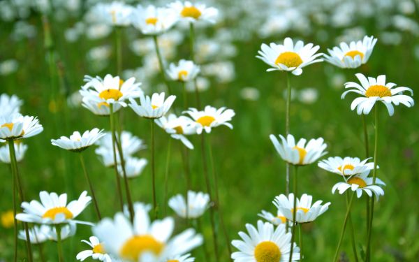 chamomile, wildflowers, pole, greens Wallpaper 2560x1600