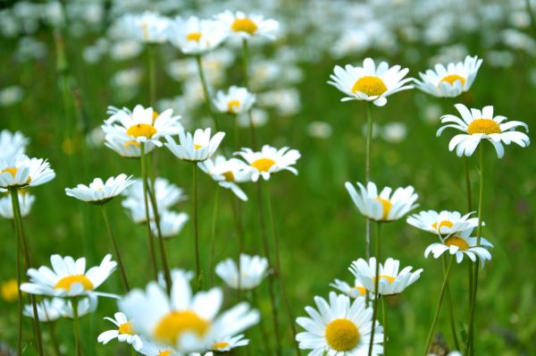 chamomile, wildflowers, pole, greens Wallpaper 6016x4000