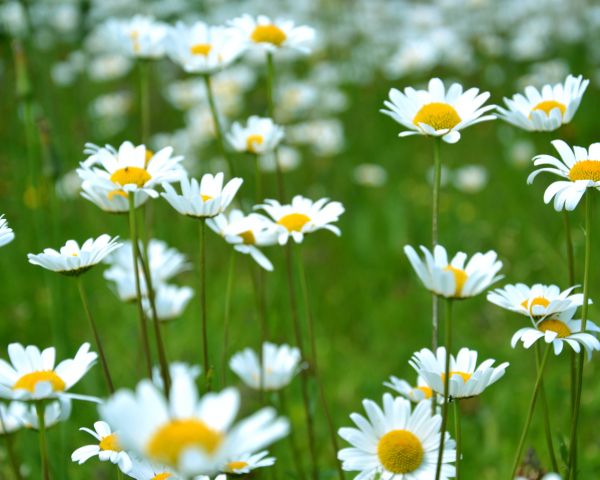 chamomile, wildflowers, pole, greens Wallpaper 1280x1024