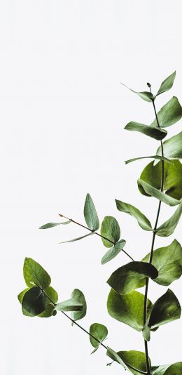 plant, sheets, green plant Wallpaper 1440x2960